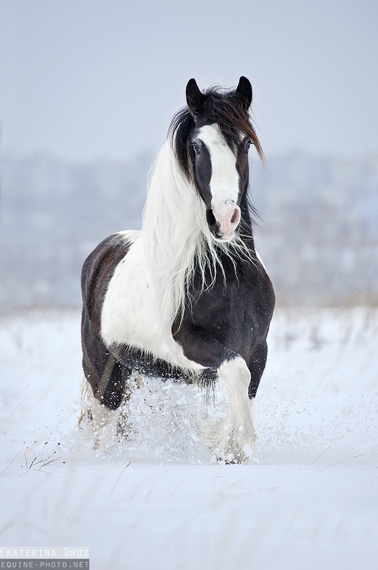 Савраска фото животного